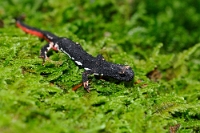 48567 Salamandrina perspicillata (Salamandrina di Savi)